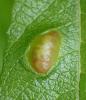 Euura bridgmanii